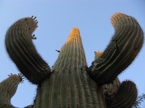 big-cactus.jpg